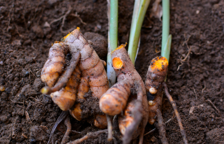 How Are Spices Harvested?