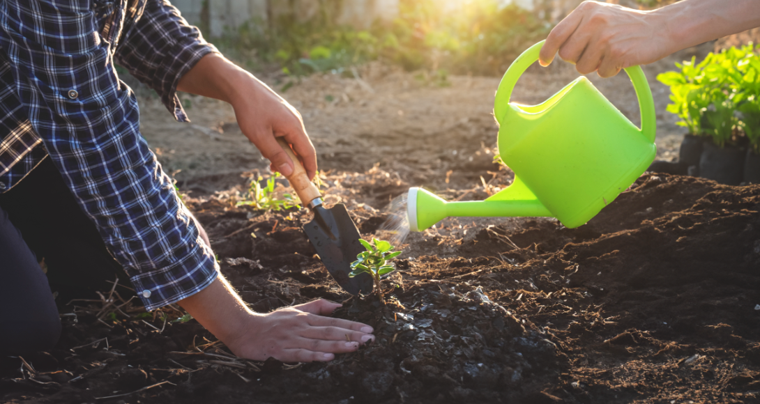 Growing Garden: How to Grow Ginger at Home