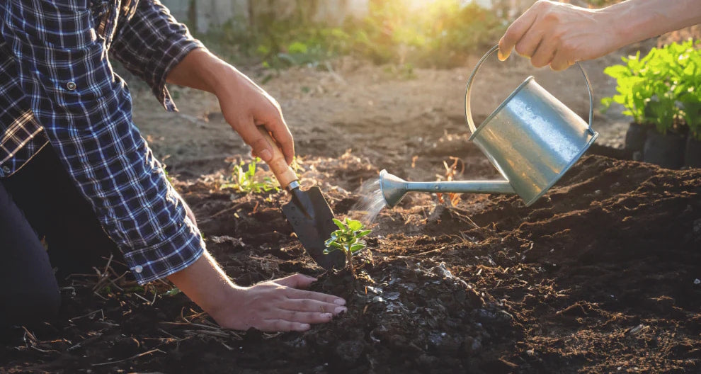 Growing Garden: How to Grow Ginger at Home